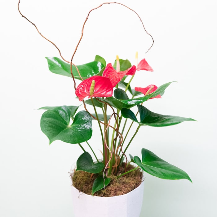 Anthurium