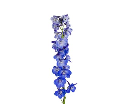 Loose Stem Delphinium