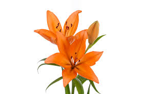 Loose Stem Orange Asiatic Lily