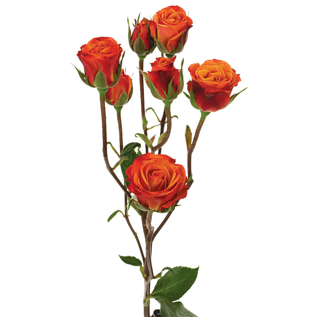 Loose Stem Orange Spray Rose