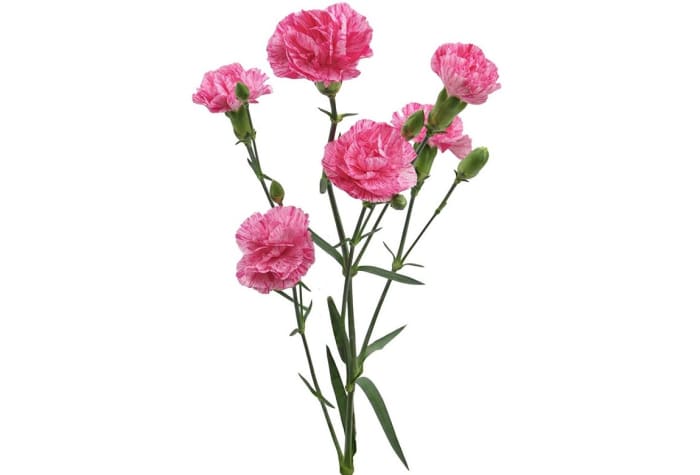  Loose Stem Pink Mini Carnation