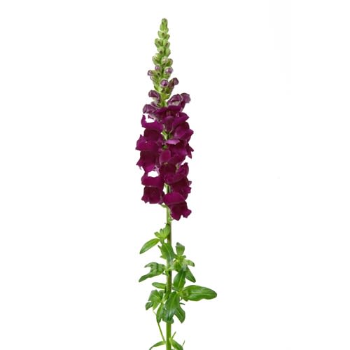 Loose Stem Purple Snapdragon
