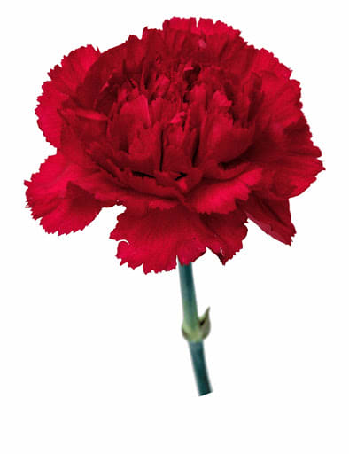 Loose Stem Red Carnation