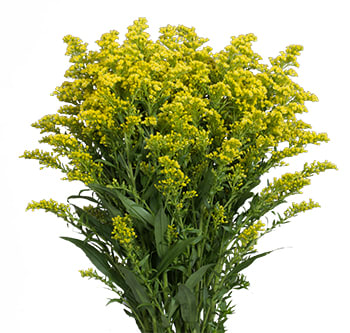Loose Stem Solidago