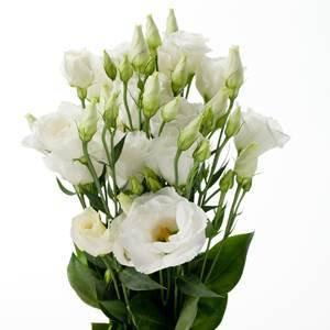 Loose Stem White Lisianthus