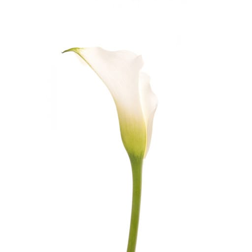 Loose Stem White Mini Calla