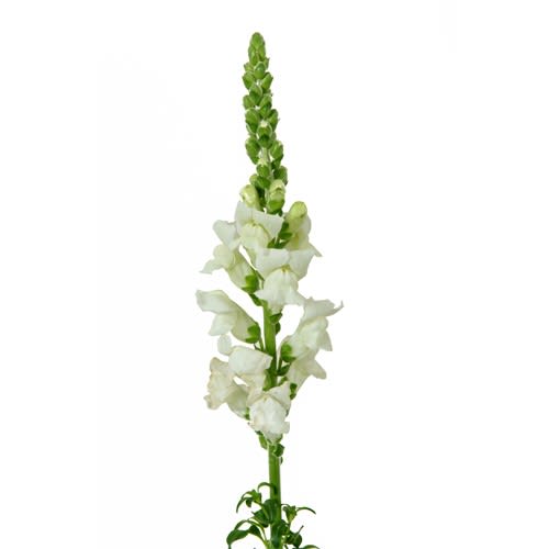 Loose Stem White Snapdragon