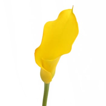 Loose Stem Yellow Mini Calla