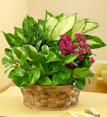 Blooming Dish Garden-4" pot plants in brown basket