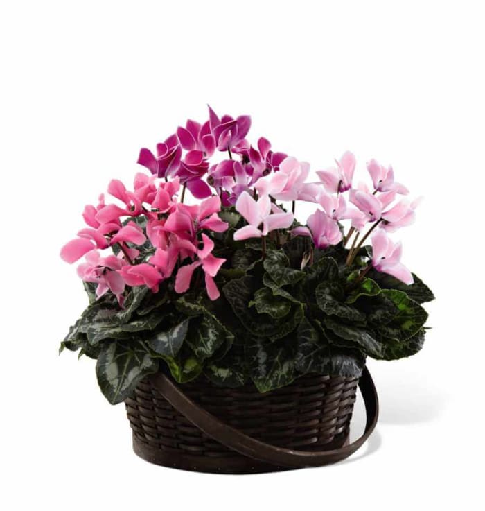 Mixed Cyclamen Planter
