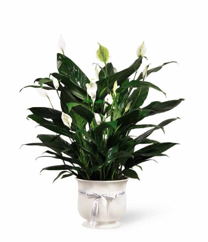 Comfort Planter