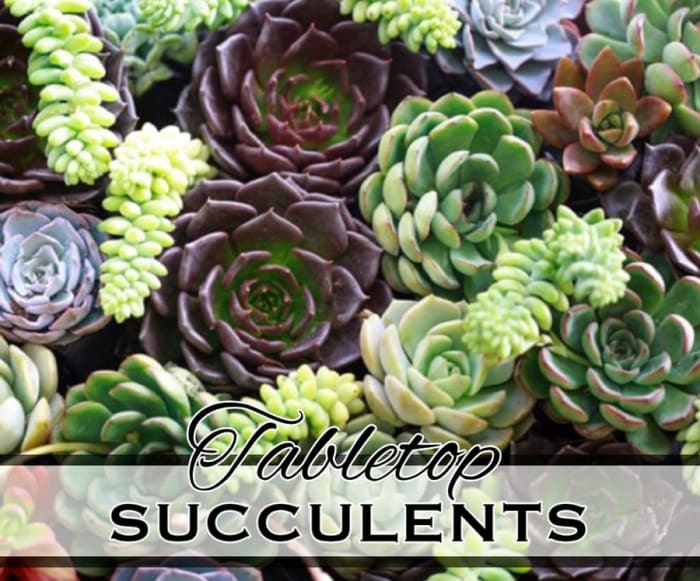 Tabletop Succulents