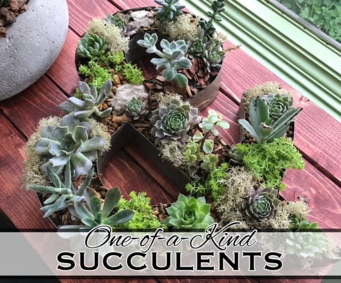 One-of-a-Kind Succelents