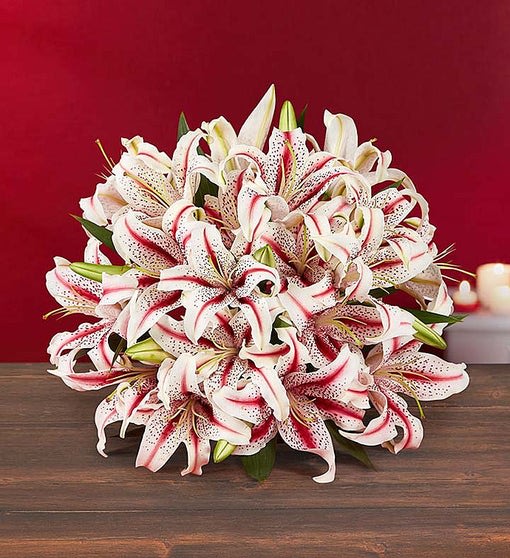 Candy Cane Lilies