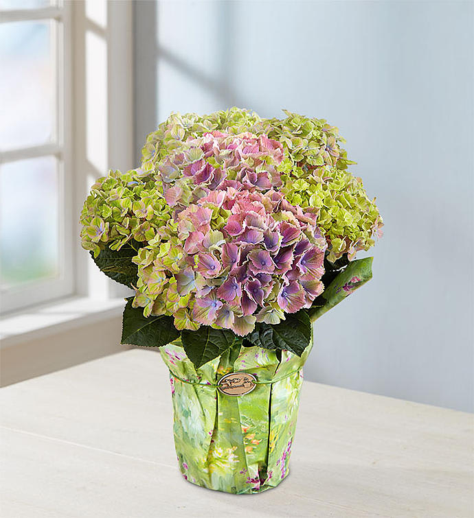 Spring Beauty Hydrangea

