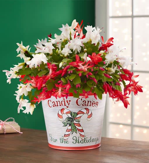 Candy Cane Christmas Cactus