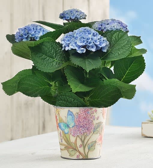 Color Changing Blossoms Hydrangea