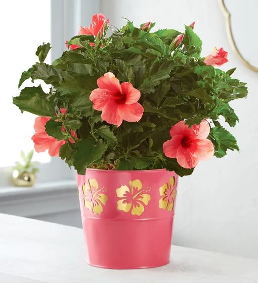 Tropical Pink Hibiscus
