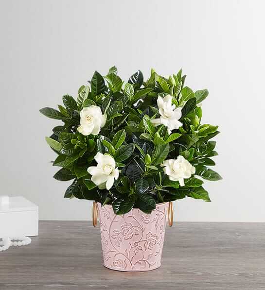 Graceful Gardenia