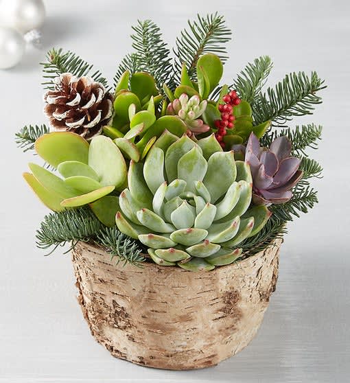 Rustic Woodland Succulent Garden