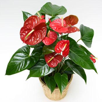 Anthurium Plant