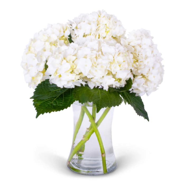 Hydrangea Arrangement