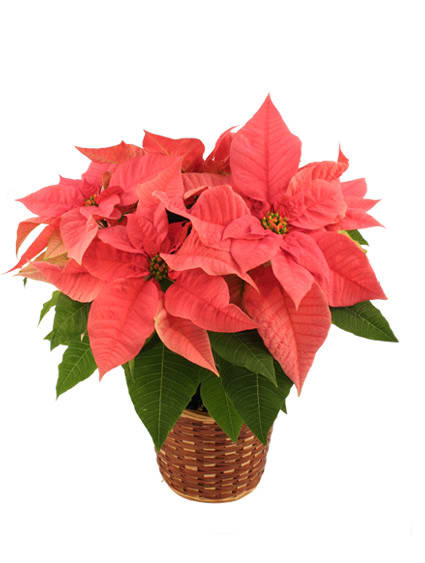 PRETTY IN PINK POINSETTIA