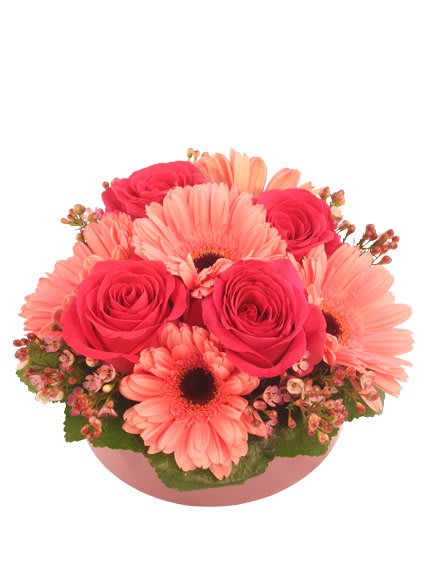 Bashful Blossoms