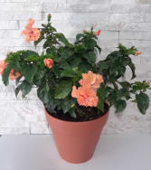 Hibiscus Plant