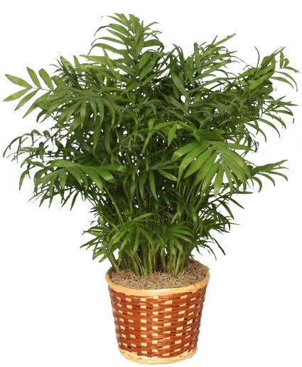 Parlor Palm Plant