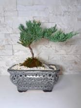 Starter Juniper Bonsai