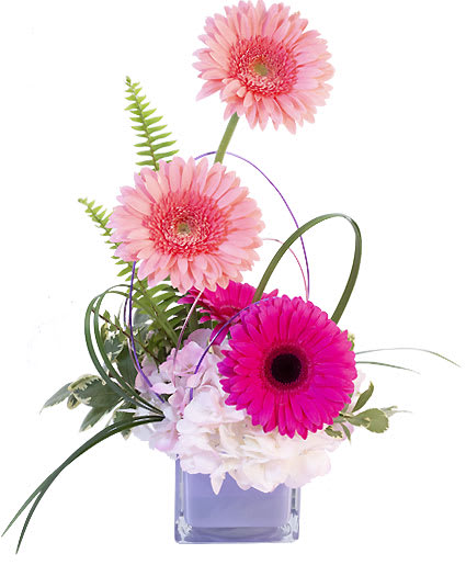 GERBERA BLUSH
Flower Arrangement