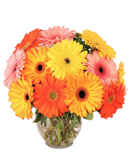 GROOVY GERBERAS
Flower Arrangement
