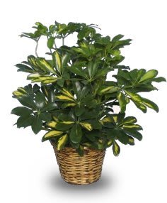 Variegated-Dwarf-Schefflera