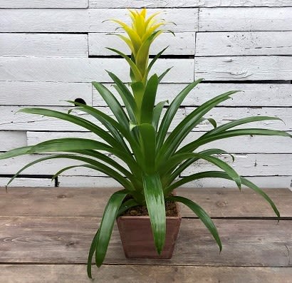 Bromeliad Plant