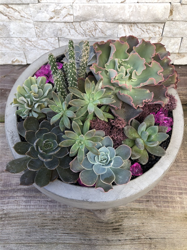 Premium Succulent Garden