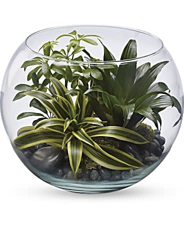 Tranquility Terrarium