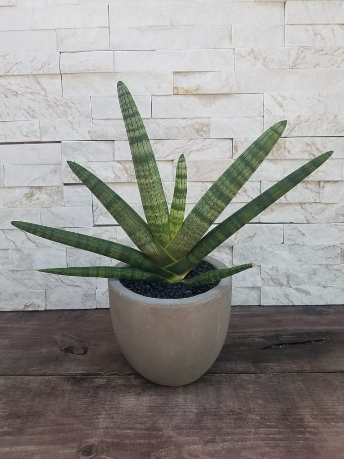 Starfish Sansevieria