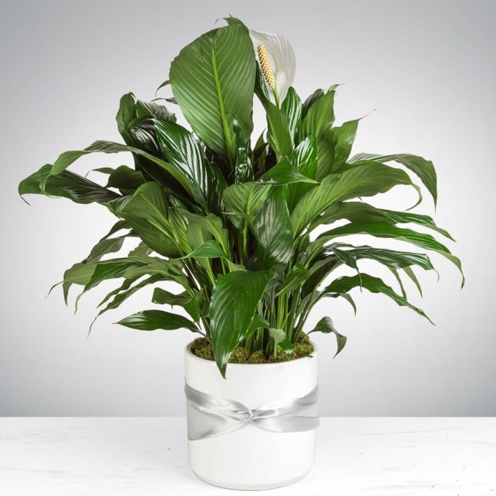 Spathiphyllum Plant 