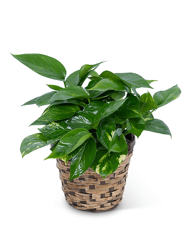 Pothos  Plant  in  Basket