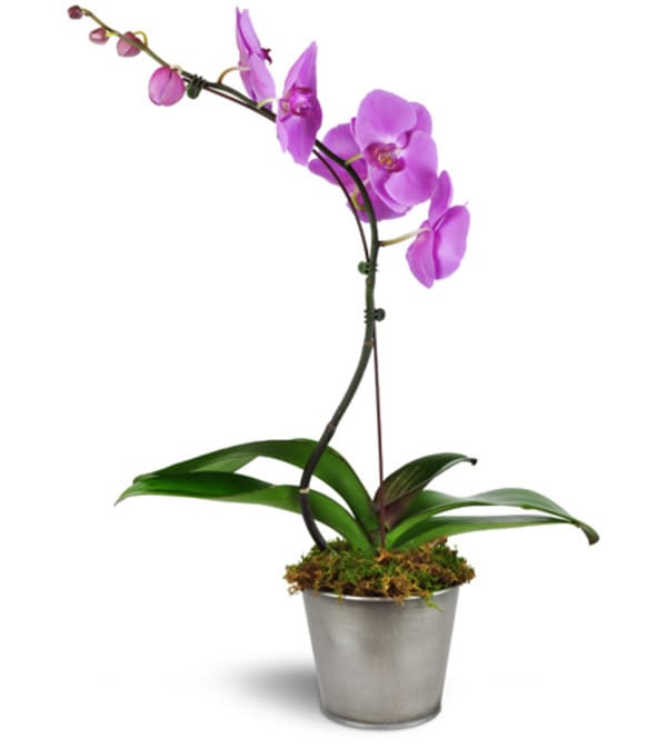 Dreamy Phalaenopsis Orchid