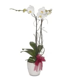 Opulent Blooming Orchid