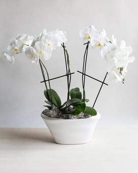 Stunning Orchid Display