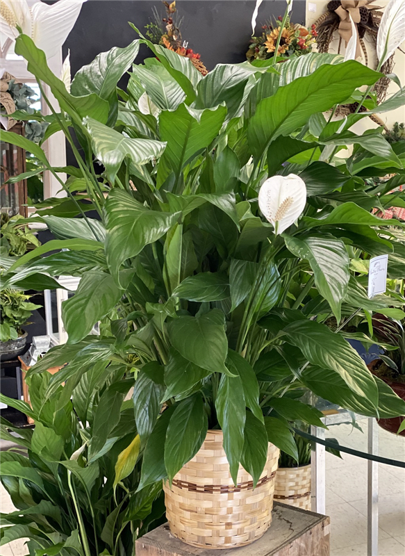 Peace Lilly - starting @ $65.00