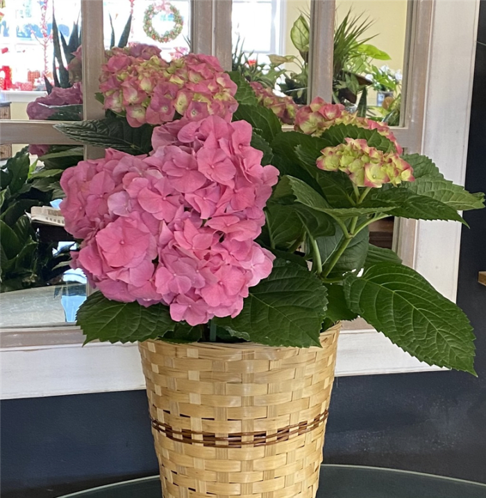 Assorted Colors Hydrangea 