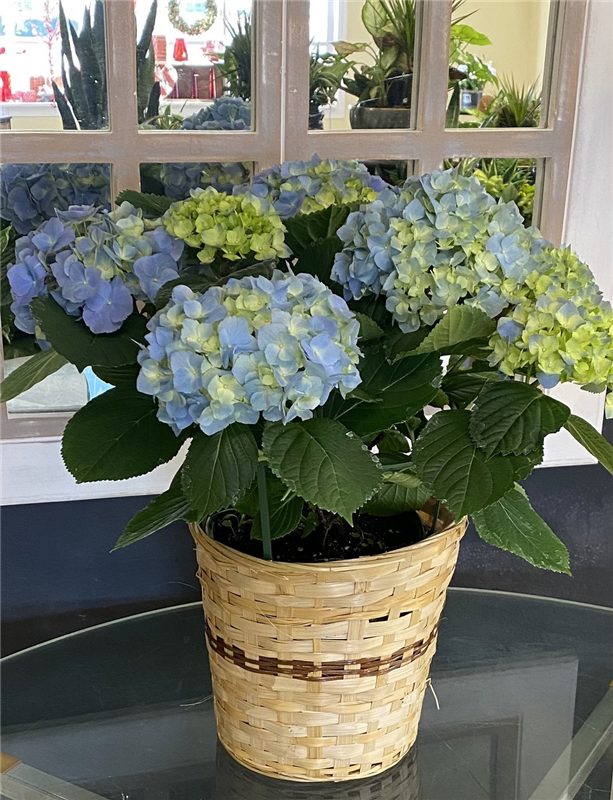 Hydrangea's assorted colors