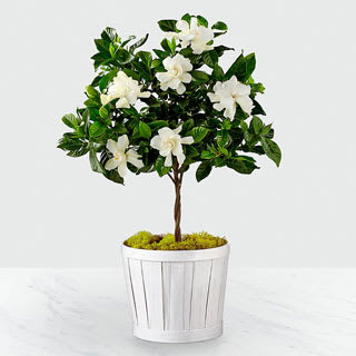 Pure & Simple Gardenia Topiary