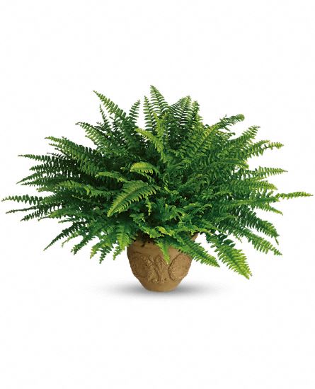 Boston Fern