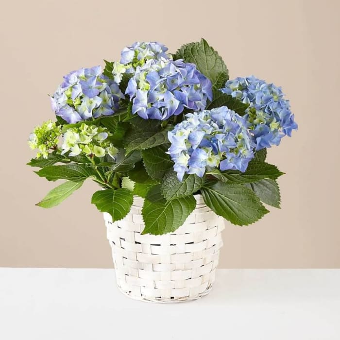 Sky Blue Hydrangea Plant