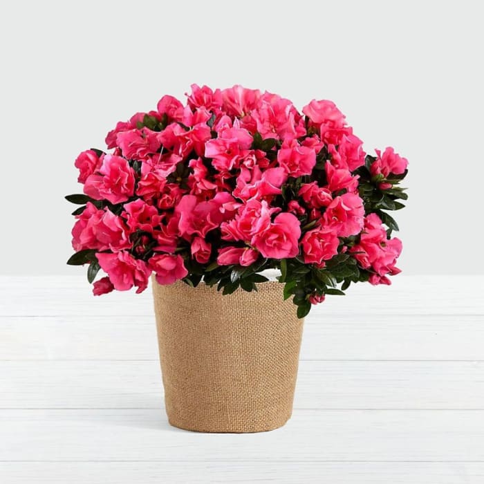 Hot Pink Azalea Plant
